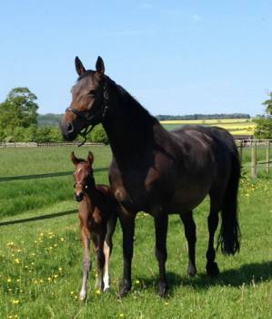 Mares
