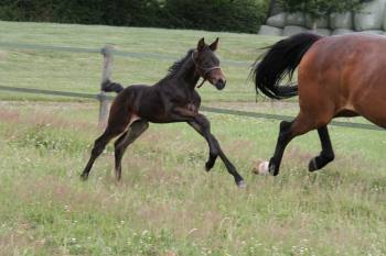 Foals